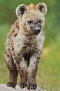 Spotted hyena or spotted hyena (Crocuta crocuta), juvenile, captive, occurrence in Africa