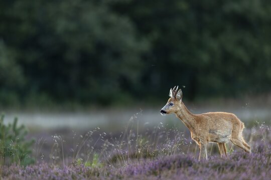 A roebuck (Capreolus capreolus) stands in blooming heath, a year earlier I was able to photograph my first Danish wolf in almost the same place, heath landscape, September, Denmark