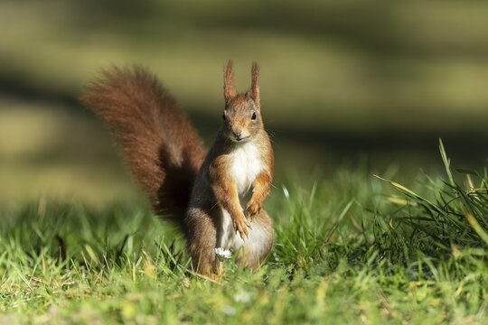Eurasian red squirrel (Sciurus vulgaris) jumping in a meadow, wildlife, Germany