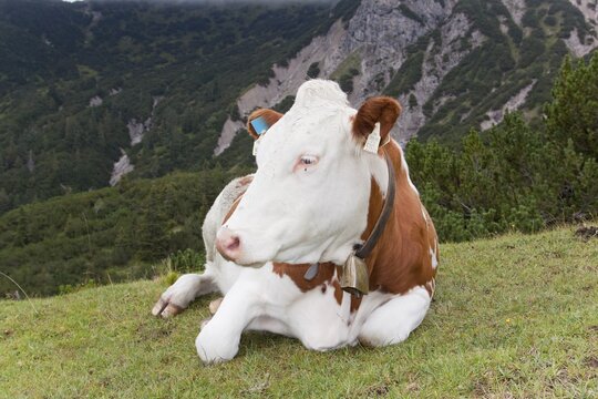 Cow on the Moosenalm alpine pasture, Karwendel, Tyrol, Austria, Europe