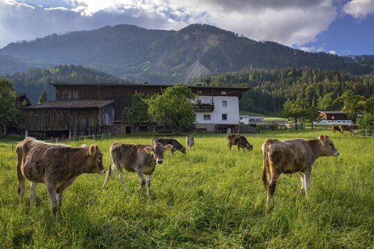 Calves grazing in front of a farm, Schwaz, Tyrol, Austria