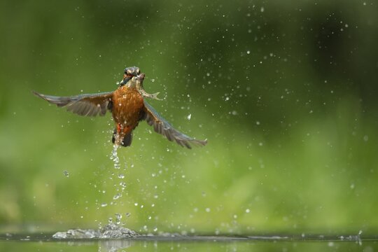 Common kingfisher (Alcedo atthis) adult bird emerging from a river after catching a fish, Norfolk, England, United Kingdom