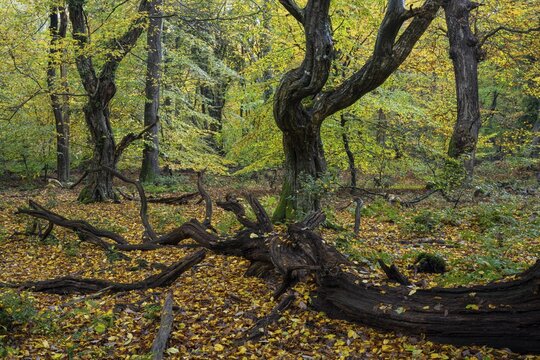 Old, gnarled trees in the Urwald Baumweg nature reserve in autumn, Hudewald, Emstek, Lower Saxony, Germany