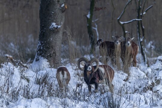 The mouflon ram (Ovis gmelini) continuously follows the female, although she shows no interest and the actual mating season is long over, winter, snow, Germany