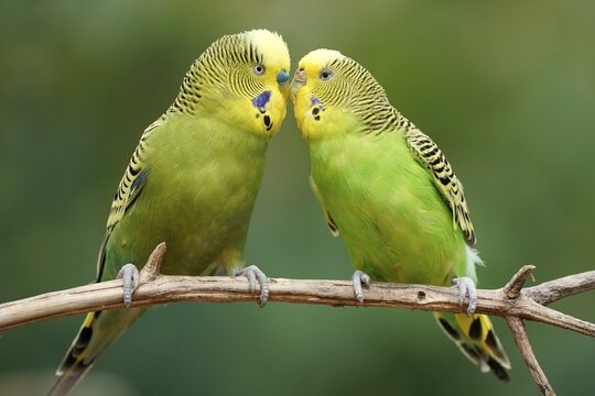 Budgie (Melopsittacus undulatus) mating behaviour, captive, Germany