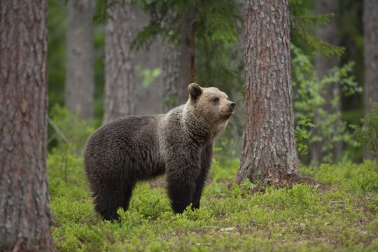 European brown bear (Ursus arctos) adult female standing in a boreal forest, Suomussalmi, Karelia, Finland