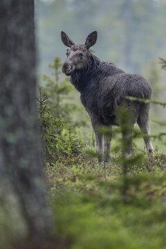 In the late afternoon, the young bull moose (Alces alces) becomes active again and starts looking for food, May, Sweden