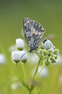 Marbled white (Melanargia galathea), Solms, Hesse