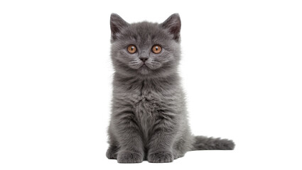 Fluffy grey British Shorthair kitten with orange eyes sitting © Otillie