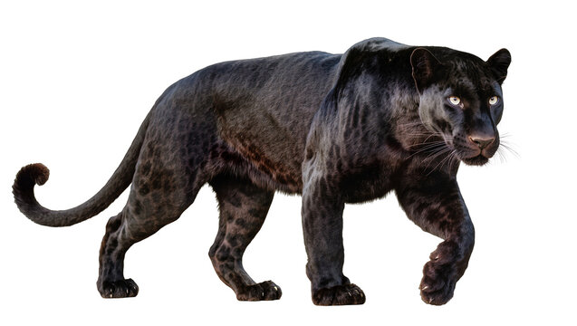 Black panther walking full body, white