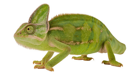 Fototapeta premium Green chameleon with crest and patterned skin