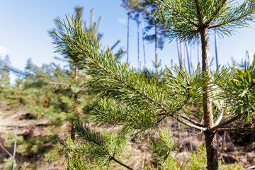 Fototapeta premium Close Up of Green Pine Branch in Forest
