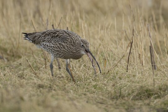 Eurasian curlew (Numenius arquata) adult bird feeding on a worm in grassland, Lincolnshire, England, United Kingdom