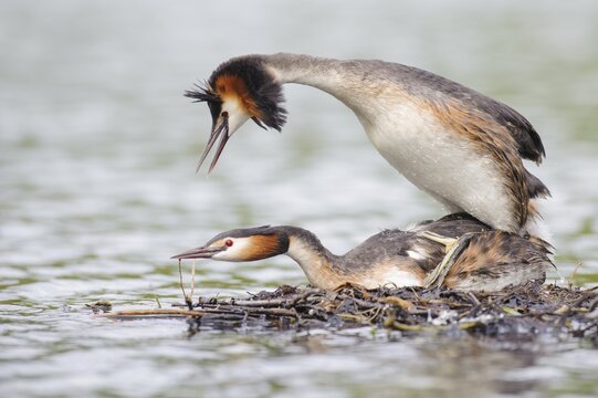 Great crested grebe (Podiceps cristatus) copulating at the nest, Oldenburger M&uuml;nsterland, Vechta, Lower Saxony, Germany