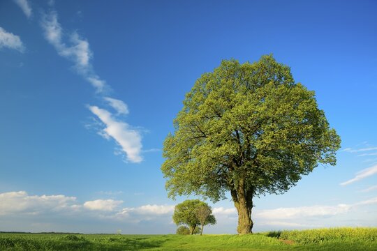 Cultural landscape in spring, Linden trees (Tilia), cereal and rape fields, blue sky, Burgenlandkreis, Saxony-Anhalt, Germany