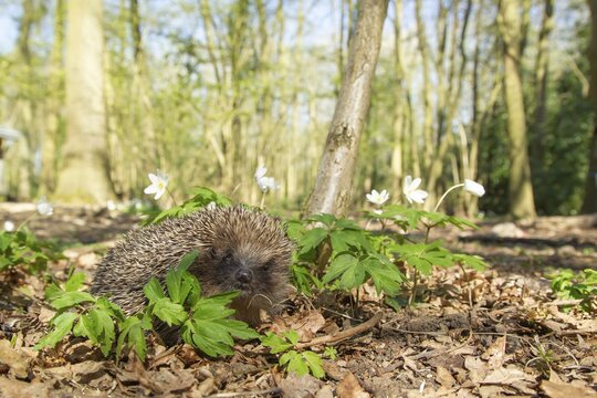European hedgehog (Erinaceus europaeus) adult animal in a woodland in spring, England, United Kingdom