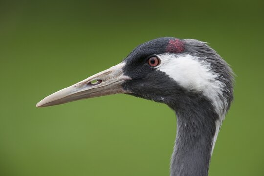 Common crane (Grus grus), adult, portrait, England, United Kingdom