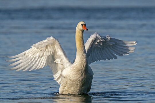 Mute swan (cygnus olor) bathes, with plumage care, Germany