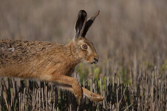 European brown hare (Lepus europaeus) adult animal running in a farmland stubble field, Suffolk, England, United Kingdom