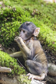 Barbary Macaque (Macaca sylvanus), monkey baby, captive