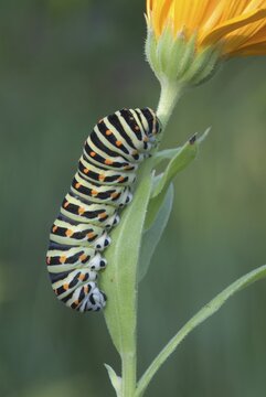 Old World Swallowtail or Common Yellow Swallowtail caterpillar (Papilio machaon) climbing up a flower, Schwaz, Tirol, Austria