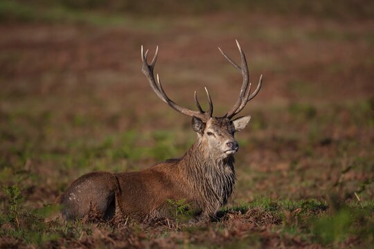 Red deer (Cervus elaphus) adult male stag sitting amongst Bracken, Leicestershire, England, United Kingdom