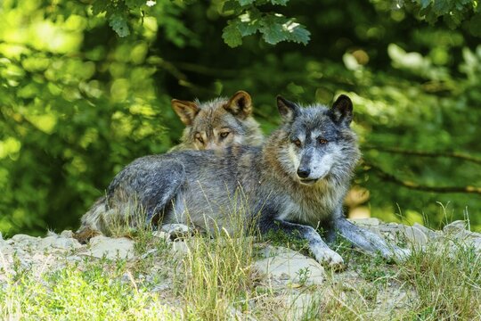 Two quiet wolves lying next to each other in the shade of the forest, Timberwolf, wolf, American wolf, (Canis lupus lycaon), Germany