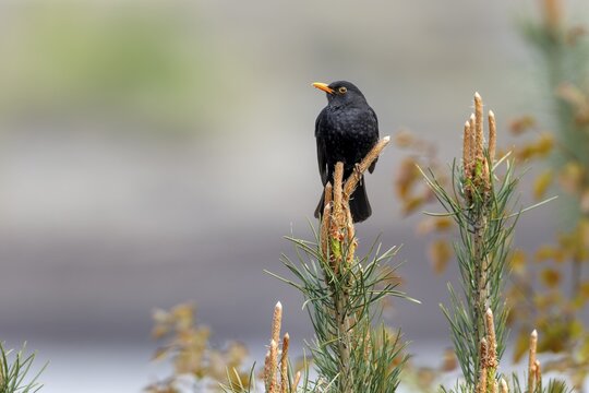 Male blackbird (Turdus merula) on a singing platform, April, Germany