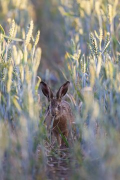 European brown hare (Lepus europaeus) juvenile leveret feeding in a farmland cereal crop, Suffolk, England, United Kingdom