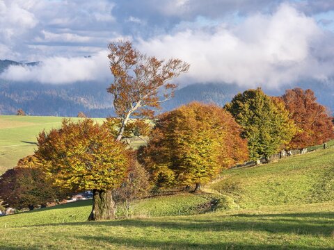 View of typical Black Forest landscape on Schauinsland, green meadows with old grazing beech trees in full autumn colors, clouds moving across the mountains, Black Forest, Baden-W&uuml;rttemberg, Germany