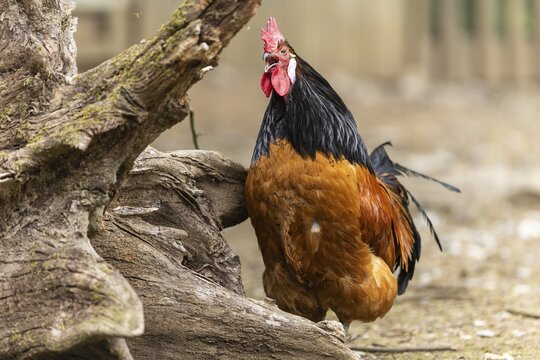 A proud rooster with brown feathers and a black neck stands on a farm and crows, Vorwerkuhn, rooster