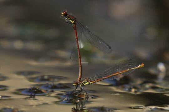 Large red damselfly (Pyrrhosoma nymphula) two adult insects mating on the water surface of a garden pond in the summer, England, United Kingdom