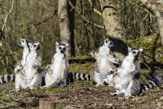Ring-tailed lemur (Lemur catta), sunbathing, France