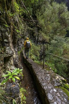 Hikers on a narrow path along a levada, in dense forest, Levada do Caldeir&atilde;o Verde, Parque Florestal das Queimadas, Madeira, Portugal