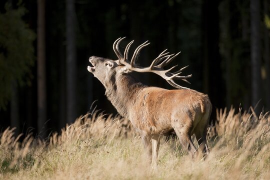 Red Deer (Cervus elaphus), stag during the rutting season, captive, Saxony, Germany