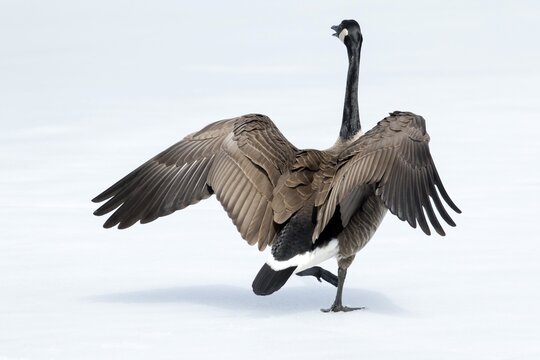 Canada goose standing on a frozen lake. Branta canadensis. Goose with agressive display