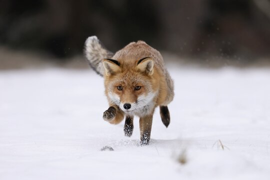 Red fox (Vulpes vulpes) running in a snowy meadow, Czech Republic