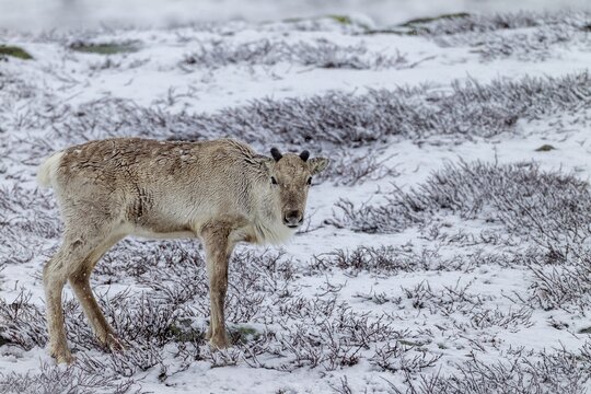 Despite the snow, the reindeer cow (Rangifer tarandus) finds enough food, snowfall, snow, winter, cold, Sweden