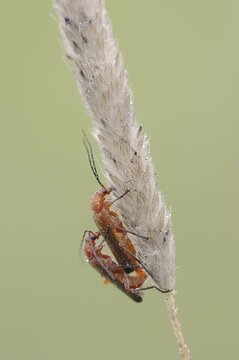 Common red soldier beetle (Rhagonycha fulva), copulating pair, North Rhine-Westphalia, Germany