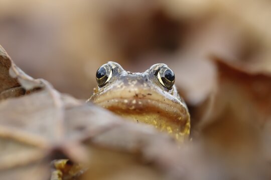 Common frog (Rana temporaria) adult amphibian on a pile of fallen autumn leaves in a garden, England, United Kingdom