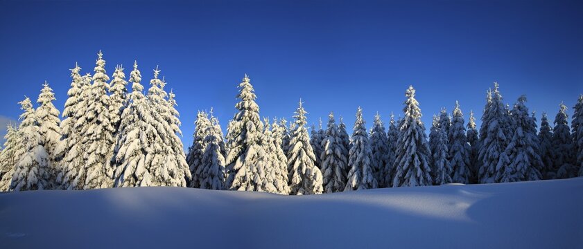 Panorama, snow-covered winter landscape in the evening light, snow-covered spruces and sparkling snow crystals, Harz National Park, Saxony-Anhalt, Germany