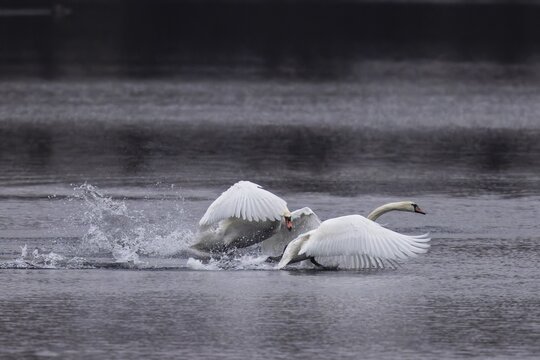Two swans in a dynamic chase over water, Mute Swan, (cygnus olor), wildlife, Germany