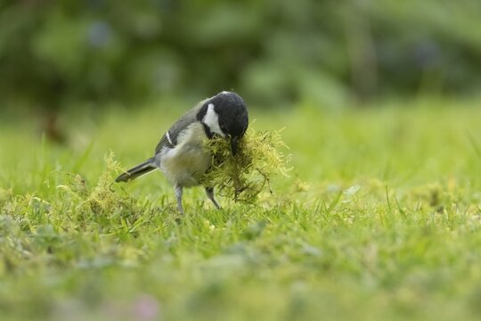 Great tit (Parus major) adult bird collecting moss for nesting material from a garden lawn in springtime, England, United Kingdom