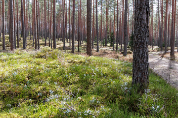 Fototapeta premium Scenic Pine Forest Path with Moss and Blueberry Bushes