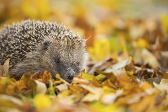 European hedgehog (Erinaceus europaeus) adult animal on fallen autumn leaves, England, United Kingdom