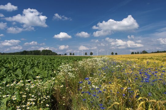 Cornflowers (Centaurea cyanus) in a cereal field, Oldenburger M&uuml;nsterland, Goldenstedt, Lower Saxony, Germany
