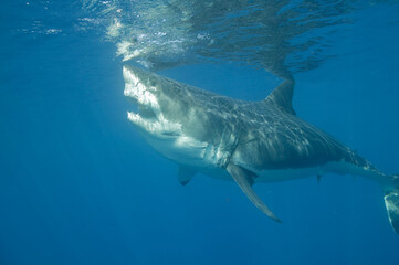 Great white shark in the Pacific Ocean © willtu