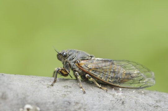 Mountain cicada or mountain cicada (Cicadetta montana), Kaiserstuhl, Baden-W&uuml;rttemberg, Germany