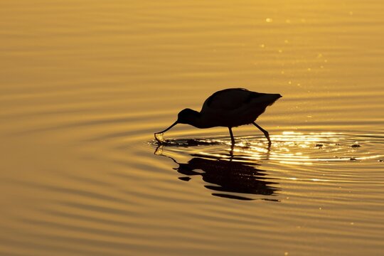 Pied avocet (Recurvirostra avosetta) adult bird silhouette feeding in a shallow lagoon at sunset, Suffolk, England, United Kingdom