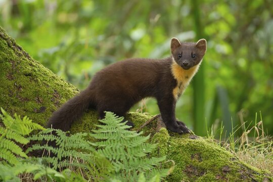 European pine marten (Martes martes) adult animal on the base of a tree in a woodland in summer, Scotland, United Kingdom